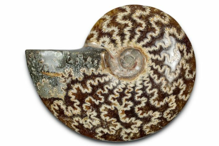 Polished Ammonite (Cleoniceras) Fossil - Madagascar #344310
